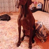 Cane da caccia