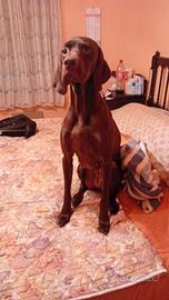 Cane da caccia