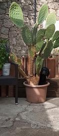 Cuccioli cocker neri