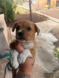 Cuccioli di jack Russel pincher