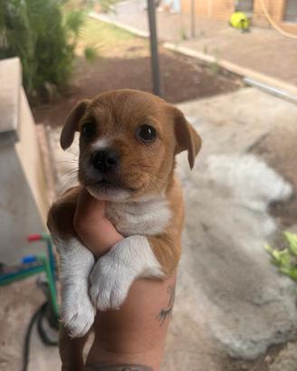 Cuccioli di jack Russel pincher