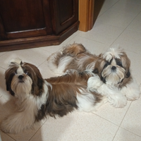 Cuccioli shih-tzu nati il 27 giugno