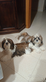 Cuccioli shih-tzu nati il 27 giugno