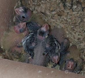 Disponibili da imbecco