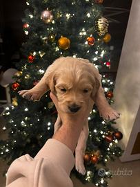 Cuccioli golden retriver