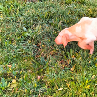 Bracco italiano