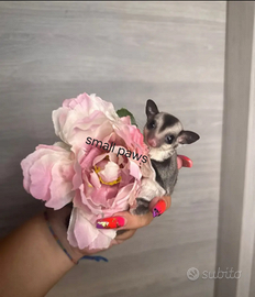 Petauri dello zucchero