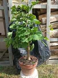 Pre bonsai