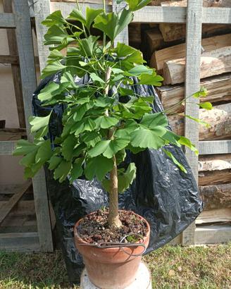Pre bonsai