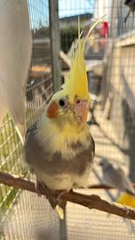 Calopsitta pappagallo