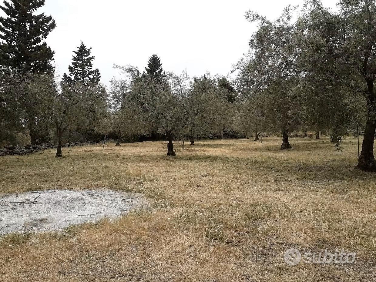 Uliveto produttivo 23000 nocellara dell'etna - Vista 3