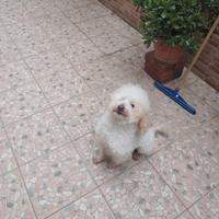 Barboncino in adozione