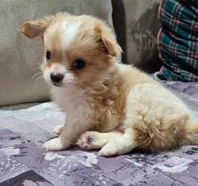 Cuccioli da borsetta mini toy