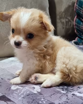 Cuccioli da borsetta mini toy