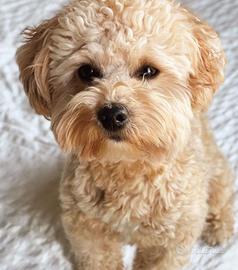 maltipoo cuccioli