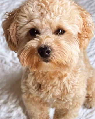 maltipoo cuccioli