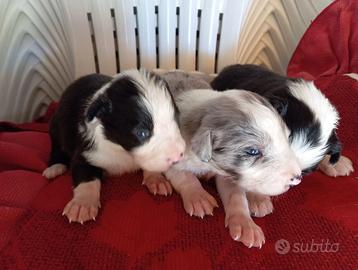 Cuccioli border collie
