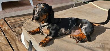 Bassotto arlecchino disponibile per monta