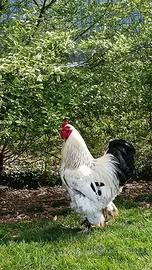 Gallo Brahma