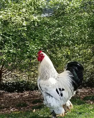 Gallo Brahma