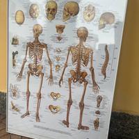 Poster FISIOTERAPIA