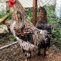 Gallo Oliver Egger