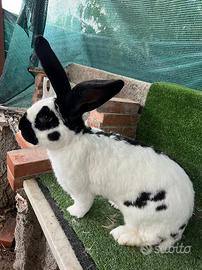 Papillon puri giganti