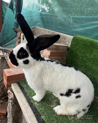 Papillon puri giganti