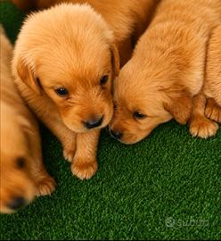 Golden retriever americani