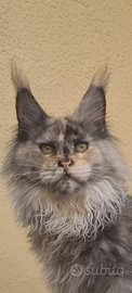 Maine Coon femmina