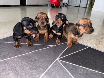 Cuccioli di bassotto tedesco nano