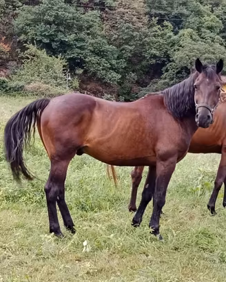 Castrone 12 anni per passeggiata/trekking