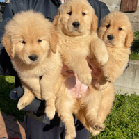 Cuccioli golden retriever americano