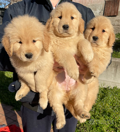 Cuccioli golden retriever americano