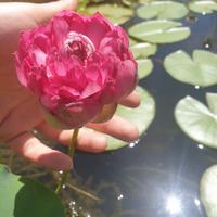 fiore di loto "red lips"
