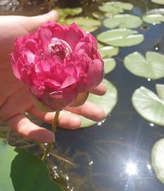 fiore di loto "red lips"