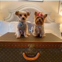 Cuccioli di Yorkshire