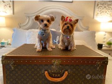 Cuccioli di Yorkshire