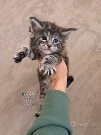 Cucciolo maine coon
