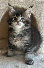 Maine Coon