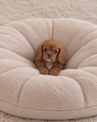 Cavalier King Charles Spaniel Ruby Taglia piccola