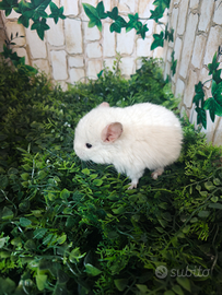 Cincillà angora