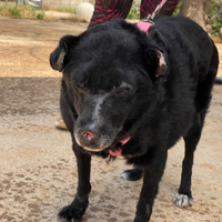 Ninuccia una cagnolina che aspetta una rivincita