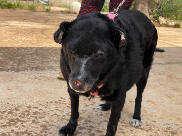 Ninuccia una cagnolina che aspetta una rivincita