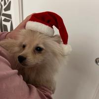 Volpino di Pomerania