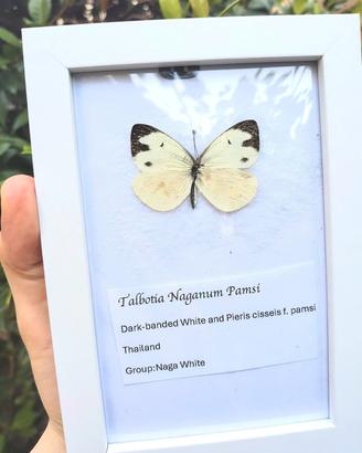 Rara  Farfalla Incorniciata Talbotia Naganum Pamsi