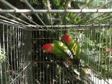 Inseparabili roseincollins opalini