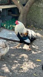 Gallo Oliver Egger x Robusta Maculata 7 mesi