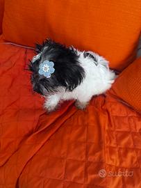 Yorkshire terrier biewer