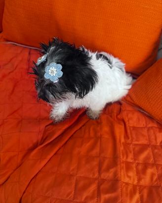 Yorkshire terrier biewer